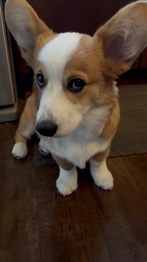 Sometimes i get the hiccups and my parents think its funny 🥲 #puppy #corgipuppy #puppylove #puppies #corgisoftiktok #puppyforyoupage #puppyhiccups #corgis #corgidog #puppyfunnyvideos #puppyoftheday #corgilife #puppytok #fyp