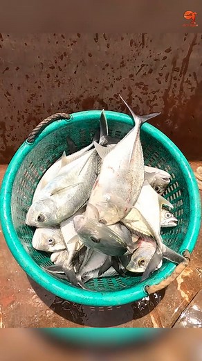 Catching Horse Mackerel & Trevally Fish in the Sea #fishing #Fishingvideos #fishingtime | Neerulagam