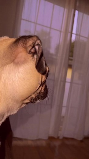 Joey Brezinski on TikTok