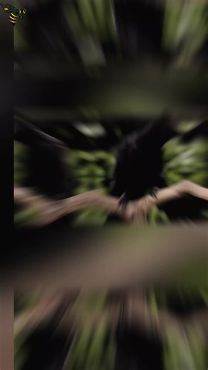 Crow Uses Tools Like a Genius to Get Its Food! #animalfacts #facts #crow