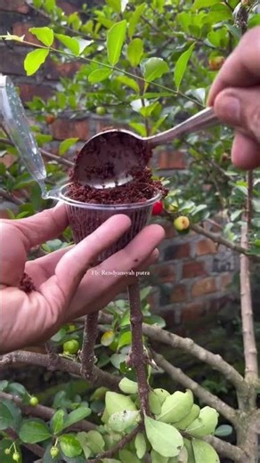 Air Layering Using Banana 🍌 – See the Results! #shortsviral #AirLayering #BananaHack #Gardening