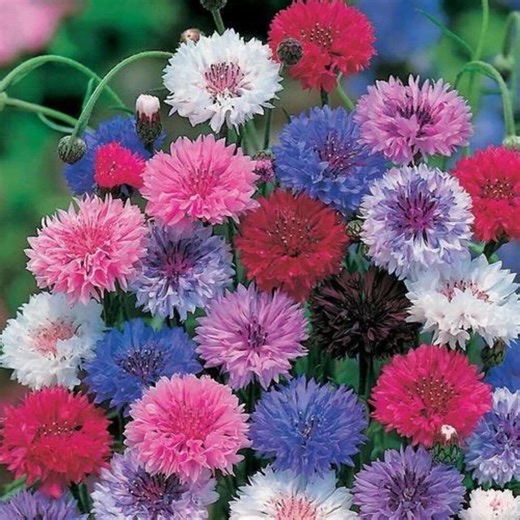 Cornflower Bachelor Button Tall Mix Seeds 400 – Non-gmo Cut Flowers, Butterfly Friendly Annual Blooms - Etsy