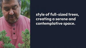 Bonsai Gardening Techniques