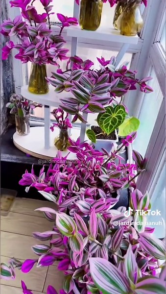 Dicas de Jardinagem: Lambari Roxo em Casa