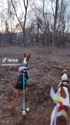 Hounds Going Wild: Deer on the Run!