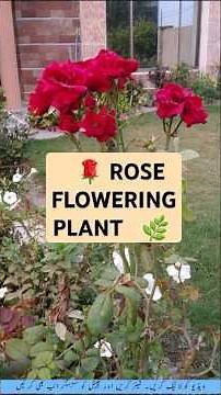 🌹 Stunning Red Roses: Care Tips & Bloom Secrets for Your Garden! | Red Rose Care‪@Gardening.Paradise‬