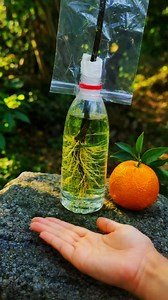 Fastest Way to Propagate Orange Tree Cuttings #OrangeTree #PlantPropagation #FarmingTips #farminglife | Morgan Venn