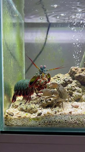 Mantis Shrimps vs Crabs: Who Wins?