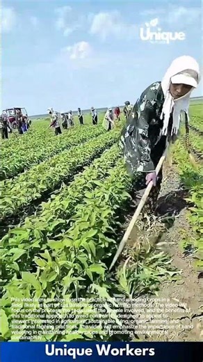 Farm Field Weeding: Workers Manually Removing Weeds from Crop Rows