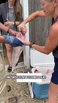 Most people don’t quit raising meat rabbits because rabbits are difficult — they quit because they