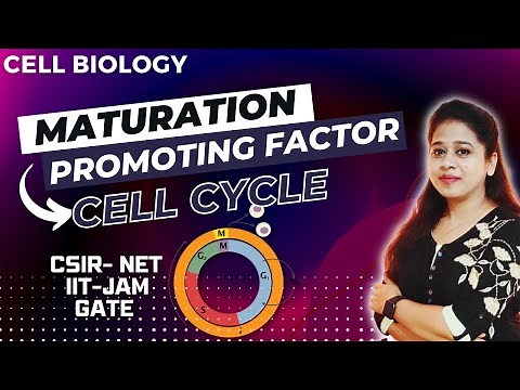 Maturation Promoting Factor in Cell Cycle | Mitosis Promoting Factor | CSIR NET | Cell Biology CSIR