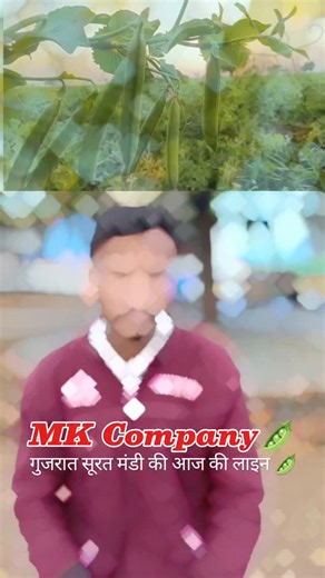 🇯‌🇮‌🇻‌🇦‌🇳‌ ᴍᴜɴɪyᴀ on Instagram: "2 जनवरी गुजरात सूरत मंडी की आज की लाइन🫛🙏 #insta #instagram #instagood #instadaily #love instalike like follow photography photo photooftheday viral likeforlikes trending picoftheday instamood india fashion likes nature followforfollowback happy style instapic explore life model art explorepage beautiful"