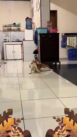 Funny Cats Dancing Compilation You Can't Miss