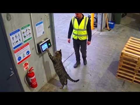 When Your IQ 200 Cat Outsmarts You in 3 Seconds 😂 Funny Cat Videos 2026