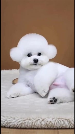 5 reasons to own a Bichon. Reason 4