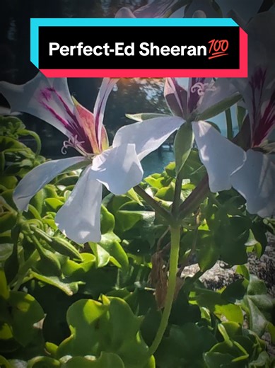 A bit different this hope you still like it🙏🏻❤️ Perfect-@Ed Sheeran🎵 #Fefunity #singing #cover #love #fyp