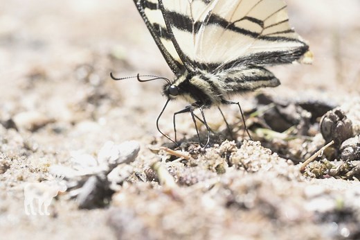 Tiger Swallowtail: Key Facts — Forest Wildlife