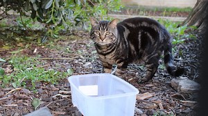 PONT-SAINT-ESPRIT Nouvelle opération de capture de chats errants