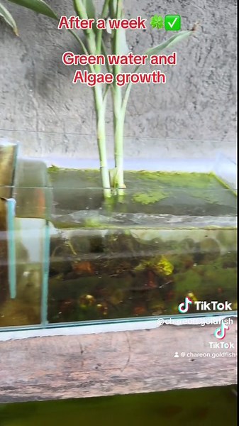 Oranda Goldfish Outdoor Ref Tub Setup Transformation