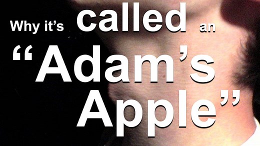 The Biblical Origin of the Term 'Adam's Apple' and Why It Is Inaccurate