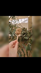 🎂 Bird-Safe Cake Pops 🎂 Our feathered friends deserve something special on their birthday, but we know human foods aren't always suitable for birds and some can even be toxic. Here's a bird-friendly version of a cake pop that’s both safe and fun to make!🦜 Simply press a paddle pop stick into a piece of banana, dip it into pellet purée, then coat it with crushed pellets and nuts.🍌 🎉Enjoy celebrating with your bird in a healthy way! | Parrot Life Behaviour and Training