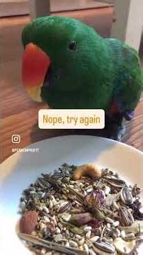 Trying to Work with Parrots… It’s Hilarious!