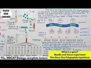 Beadle and tatum experiment || One gene one polypeptide hypothesis || What is gene complete lecture