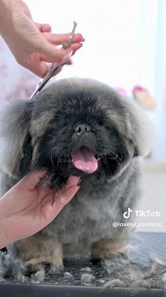 TikTokでLovely Groomingさんをチェック！