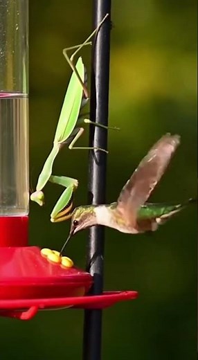 Mantis vs Hummingbird: Nature's Deadliest Moment #predator #survival #shorts