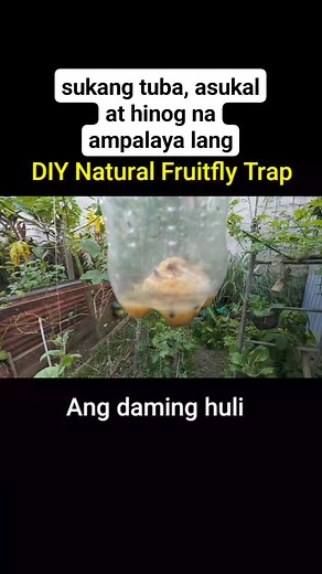 111K views · 985 reactions | DIY Natural fruitfly trap #agrinihan | Agrinihan | Facebook
