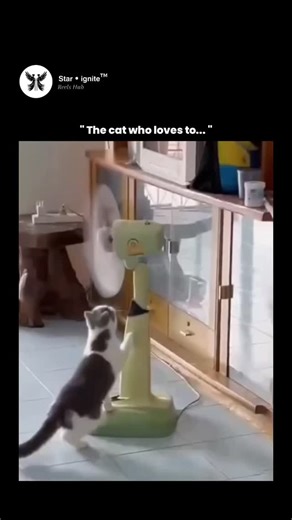 𝗦𝘁𝗮𝗿 • 𝗶𝗴𝗻𝗶𝘁𝗲™ on Instagram: "This video perfectly captures a fascinating example of animal curiosity and sensory learning. Cats are naturally drawn to moving objects because their vision is highly sensitive to motion—much more than to fine detail. The spinning fan triggers a cat’s prey-instinct reflex, similar to how they react to fluttering insects or moving toys. At the same time, the airflow stimulates their whiskers, which are extremely sensitive sensory organs used to judge dista
