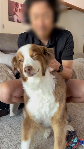 あーそこそこ…な大型犬#オーストラリアンシェパード#かわいい犬 #癒し#大型犬