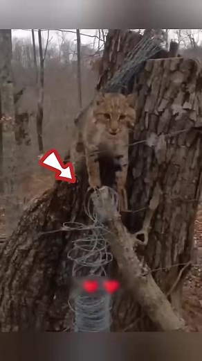 This helpless bobcat was rescued by a kind man who helped it return to the wild #rescue #bobcat | Damian Bennet