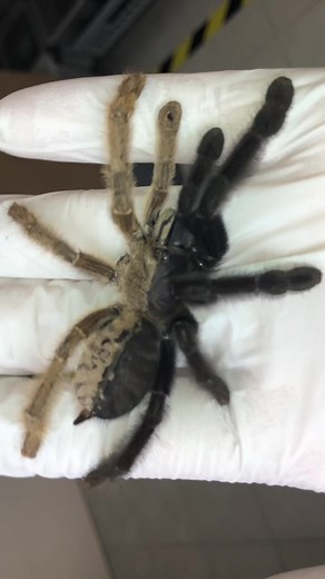 Rarest Spider in the World: Male and Female Unite!