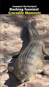 🐊😂 Ranking the Funniest Crocodile Moments Ever!