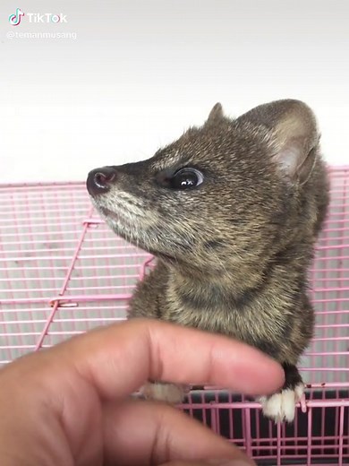 Musang Rase Bonding: Exploring the Unique Relationship