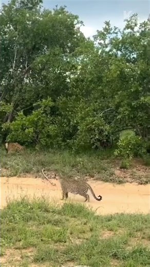 Leopard Escapes Lioness at the Last Second