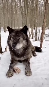 Words by Sir David Attenborough that stop you in your tracks.... 🐺The wolf never eats corpses, neither of animals nor of people; it spends its entire life with one partner, it does not mate with its mother or sister; it is a monogamous animal, it does not cheat. If a partner dies, the wolf remains alone; it knows its young well: it is the only animal that helps its parents after a deep old age and brings them food. ✨ When you kill a wolf, it looks you in the eyes until its soul leaves it; it is