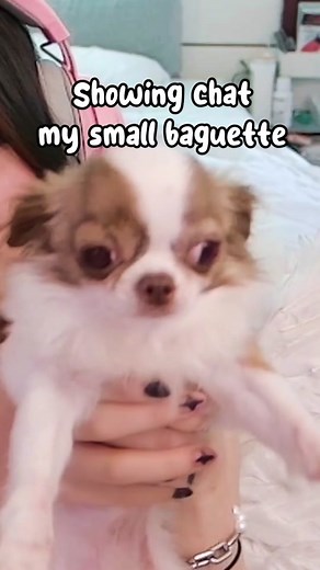 I was nervous and had to show chat my baguette 🥖 #twitch #twitchstreamer #twitchclips #chihuahua #fyp