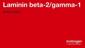 Anti-Laminin beta-2/gamma-1 Antibodies | Invitrogen