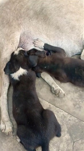 cute baby dog feeding milk 🐶 #shorts #cute