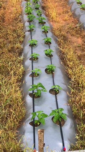 Habanero Pepper Farming Insights After One Month
