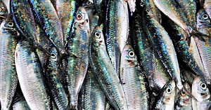 Fischgeruch-Syndrom, Wandelnde Leiche und Alien-Hand: Diese 7 Krankheiten sind echt