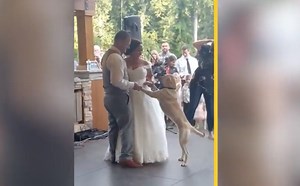 Heartwarming: Fur baby joins bridal couple for their first wedding dance