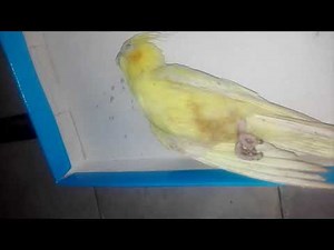 My Cocktail Pet Bird Parrot Going To Die |Sad Bird video