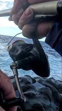 Un Poisson Coup Mon Bas de Ligne / Pêche au Leurre du Bord #fishing974
