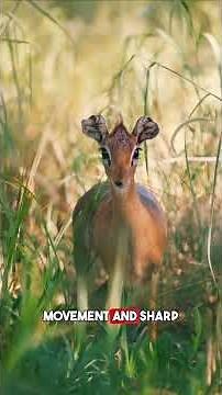 Why dik-diks Have Long Noses 🦌 #AnimalFacts #Wildlife #Nature #CuteAnimals #Africa