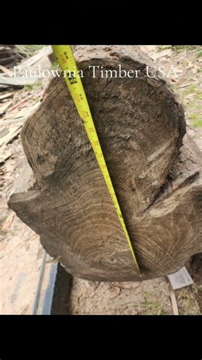 Planting Paulownia Trees For Soil Restoration