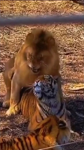 @MadAboutFacts | World's biggest cat | Liger #facts #knowledge #madaboutfacts #fyp #reels #lions #tigers | Instagram