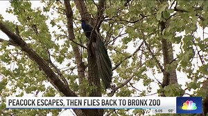 Peacock Goes Back to the Bronx Zoo After Escape